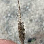 Phleum arenarium Flower