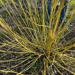 Salix viminalis Folha