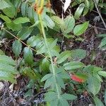 Lilium pardalinum Levél