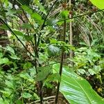 Phyllanthus reticulatus Fruit