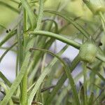 Anisantherina hispidula Fruit