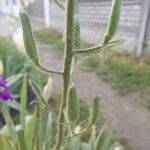 Delphinium orientale Frugt