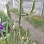 Delphinium orientale Frutto