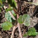 Veronica hederifolia Leaf