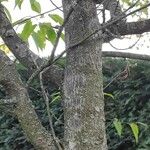Carpinus japonica പുറംതൊലി