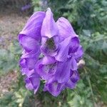 Aconitum napellusফুল