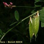 Vicia dumetorum Muu