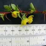 Berberis angulosa Muu