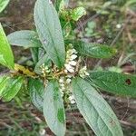 Gaultheria hookeriFlower