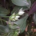 Tradescantia fluminensis Flor
