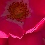 Rosa pendulina Flor