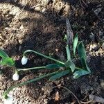 Galanthus elwesii Blüte