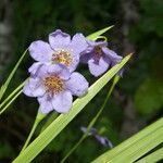 Alophia silvestris Flower