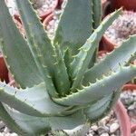 Aloe distans Deilen