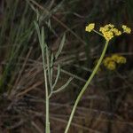 Lomatium triternatum Flower