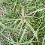 Cyperus melanospermus Leaf