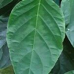 Piper auritum Лист