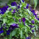 Viola × williamsii Blüte