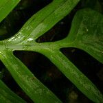 Monstera tenuis Leaf