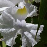 Sobralia macranthaFlower