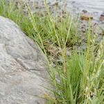 Spartina maritima Habit