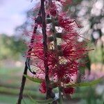 Melaleuca viminalisBlüte