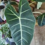 Alocasia micholitziana Φύλλο