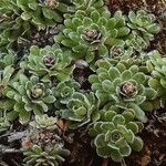 Saxifraga paniculata Habit