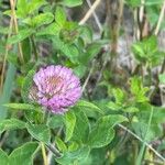 Trifolium pratenseBlomst