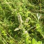 Mentha suaveolensFlower