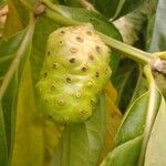 Morinda citrifolia Frucht