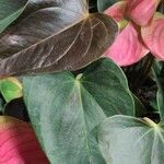 Anthurium andraeanum 葉