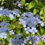 Hydrangea arborescens Lehti