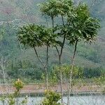 Myodocarpus fraxinifolius Hábito