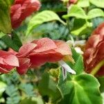 Justicia brandegeeana Flor