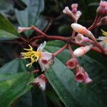 Miconia mirabilis Fruit