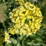 Coincya richeri 花