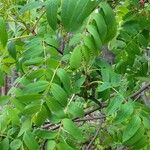 Sorbus americana Lapas