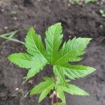 Filipendula rubra Leaf