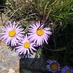 Machaeranthera tanacetifolia Fiore