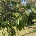 Cornus capitata 果