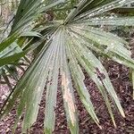 Thrinax radiata Folha