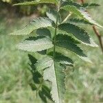 Sorbus forrestii