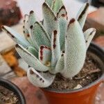 Kalanchoe tomentosa 葉