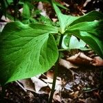 Trillium cernuum Leaf