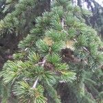 Cedrus libani 葉