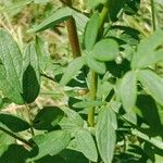 Thalictrum flavum Leaf