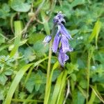 Hyacinthoides non-scriptaКветка