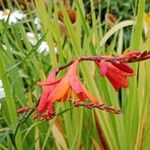 Crocosmia × crocosmiiflora 花