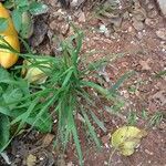 Bromus catharticus Feuille